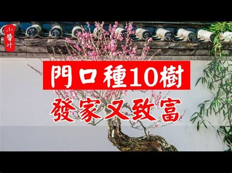 門口種松柏|【松柏樹風水】松柏樹風水：種在家門口好嗎？解開風水寓意